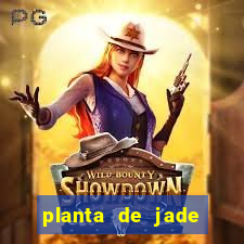 planta de jade significado espiritual